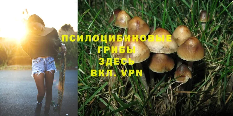 Галлюциногенные грибы Cubensis  Урюпинск 